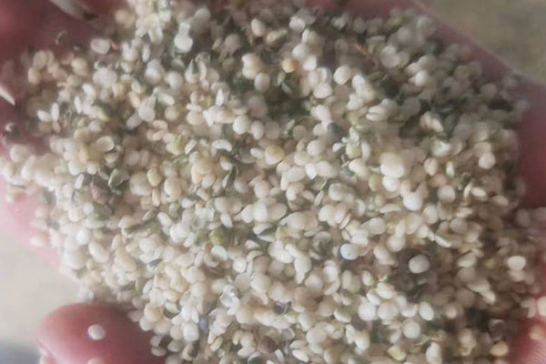 hemp seeds